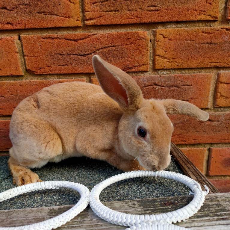Two beautiful baby rabbit looking for a lovely home. 