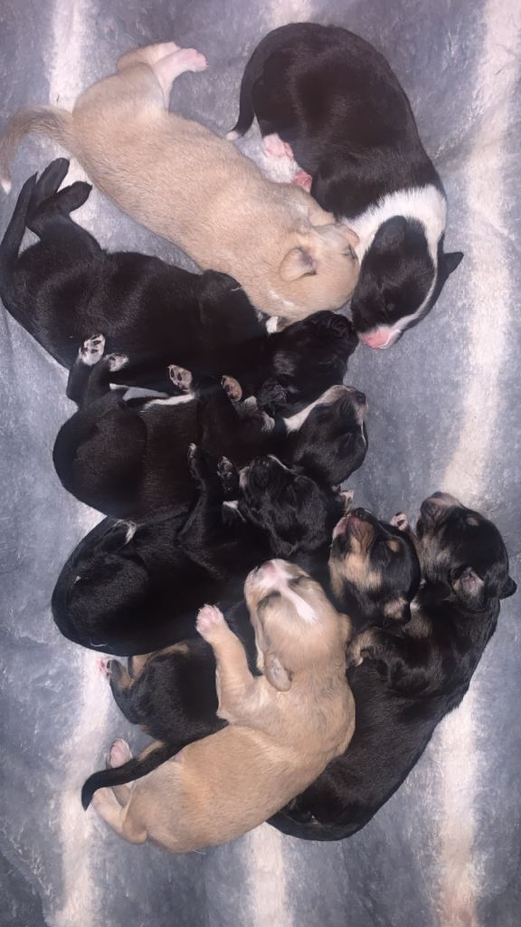 gorgeous whippet x German/whippet puppies