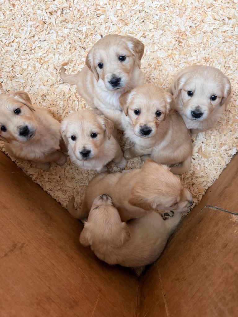 Golden Retriever Puppies