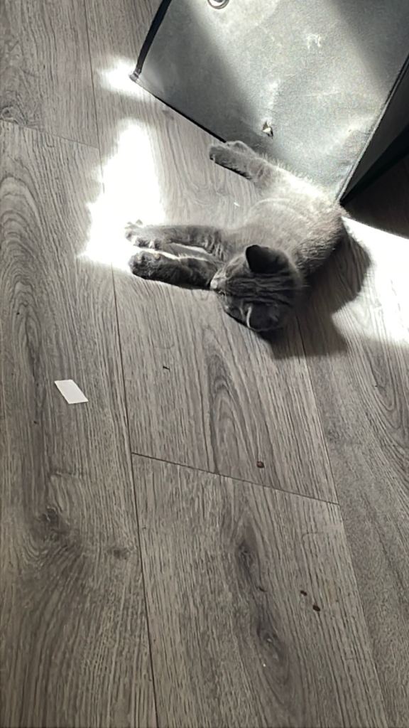 blue tabby kittens 