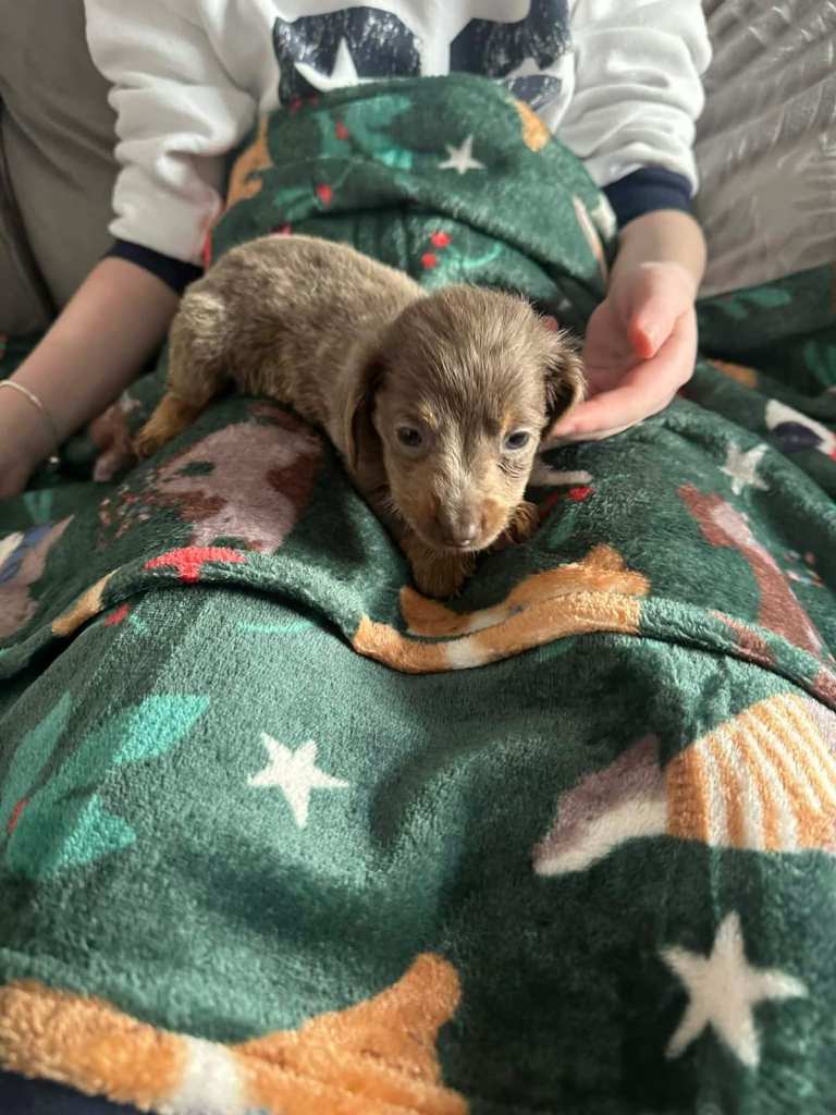 Miniature daxie pups