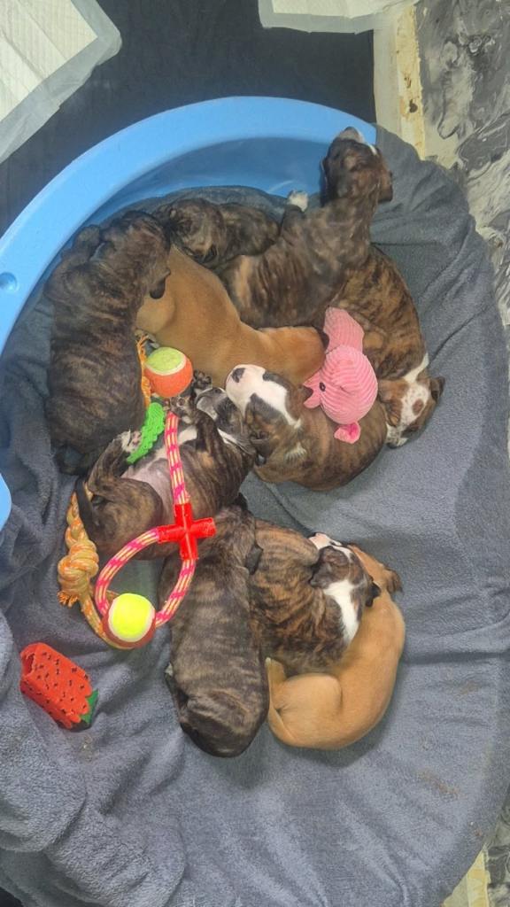 Puppies presa canario