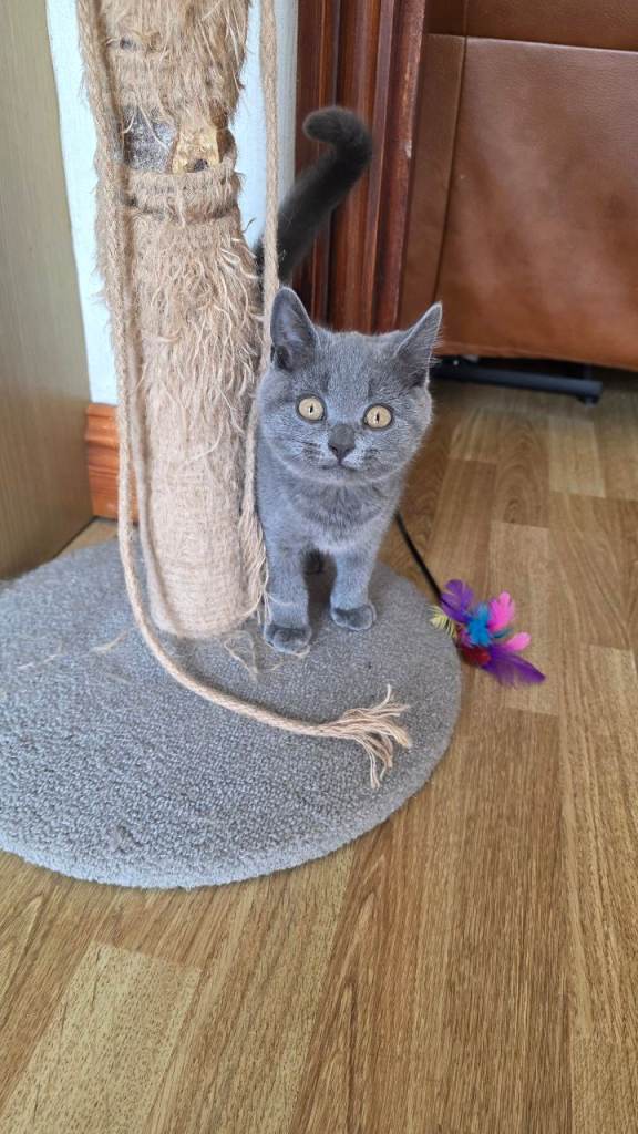 CUTE PEDIGREE BSH SHORT HAIR