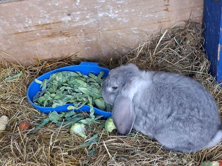 French lop rabbits