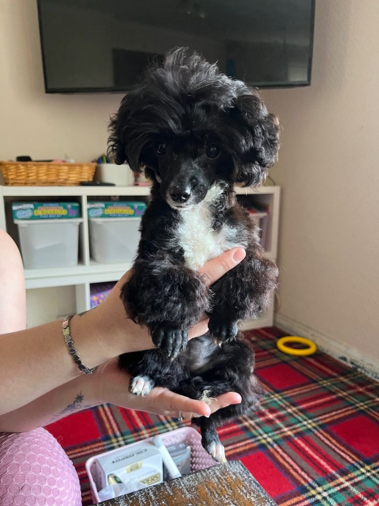Toy poodle Pup for sale 