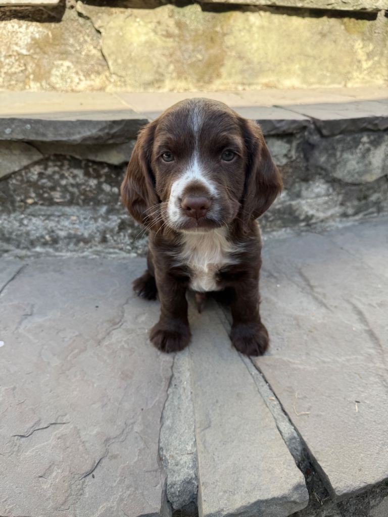 Cocker spaniel puppies 