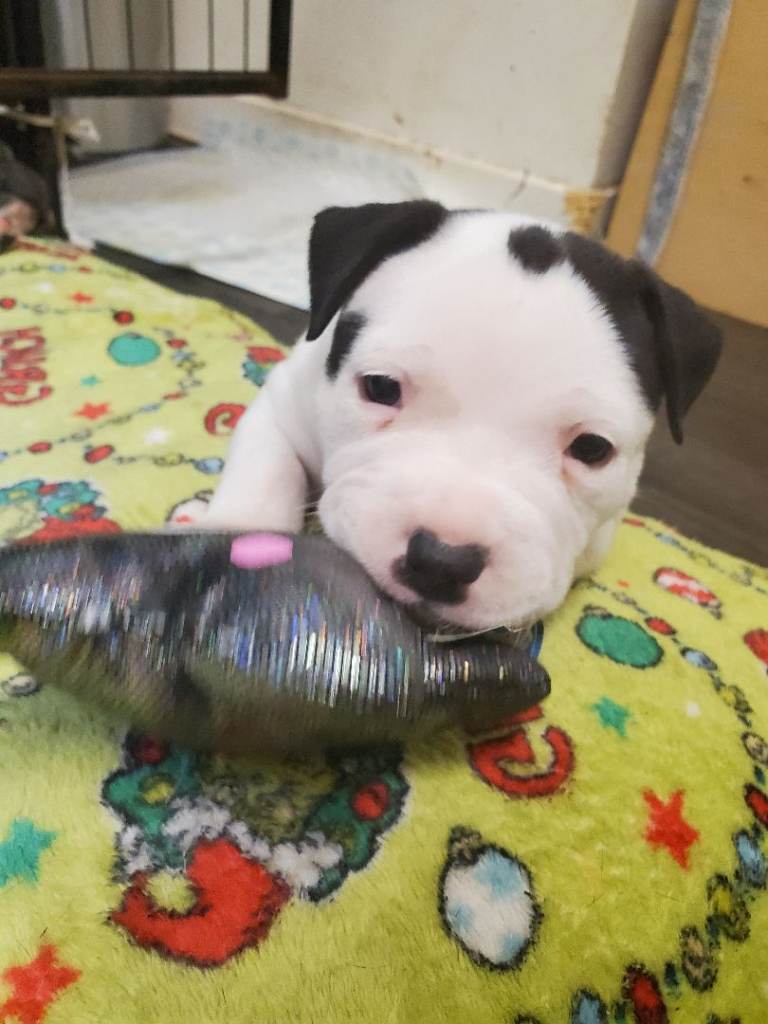 Staffordshire bull terrior pups staffy 