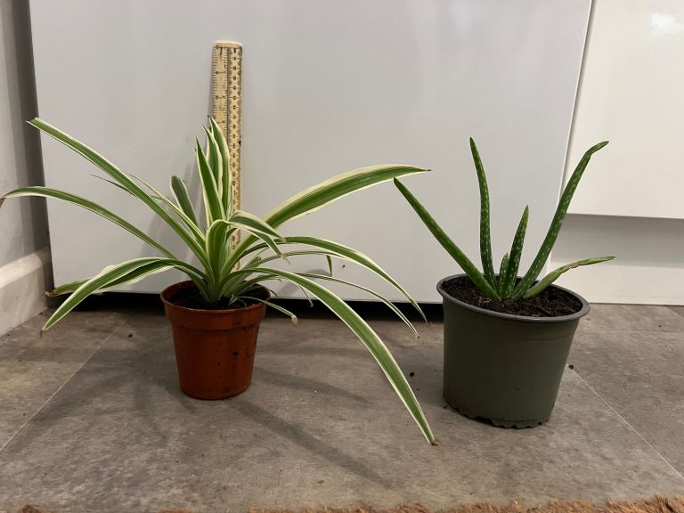 Spider Plants & Aloe Vera Plants £2 each