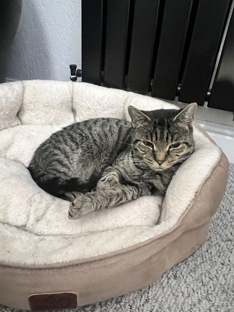 Female full tabby cat