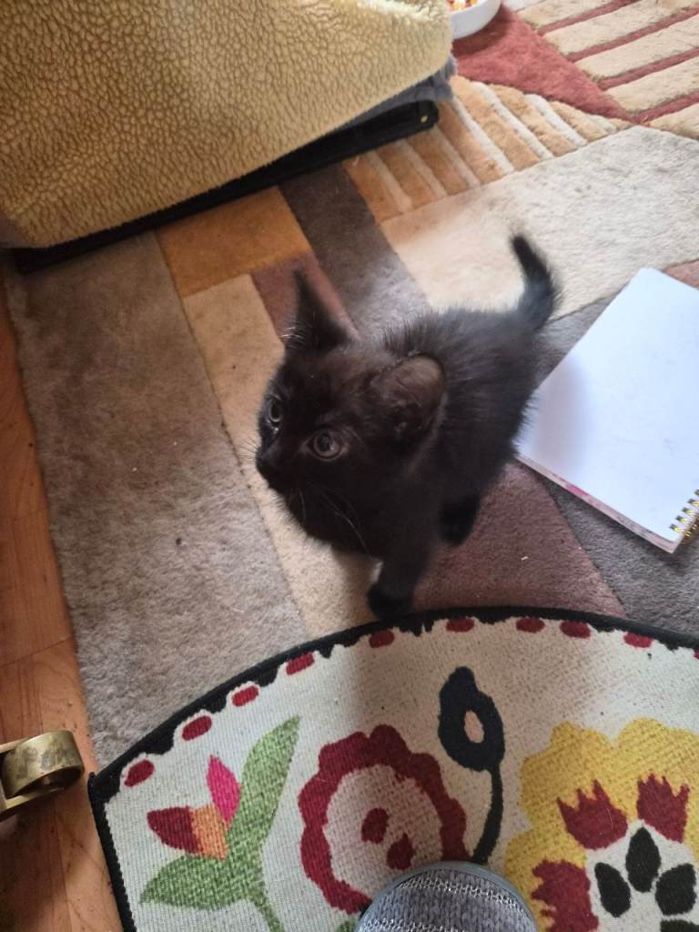 Stunning black male kitten 