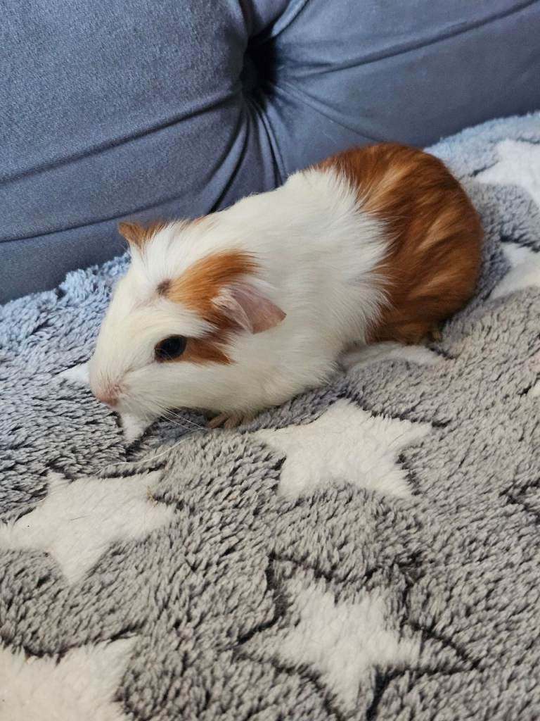 Male funky haired guinea pig 8 weeks old