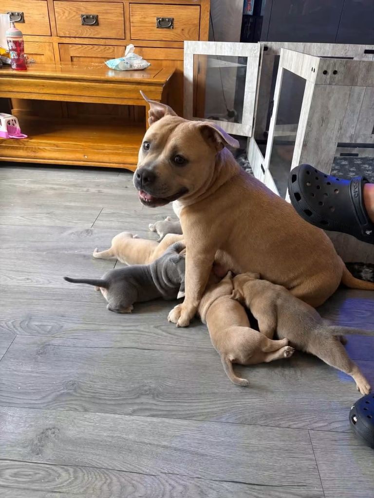 ABKC pocket bully’s 