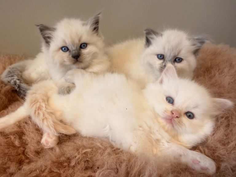 Beautiful ragdoll babies! 🐱🐱🐱