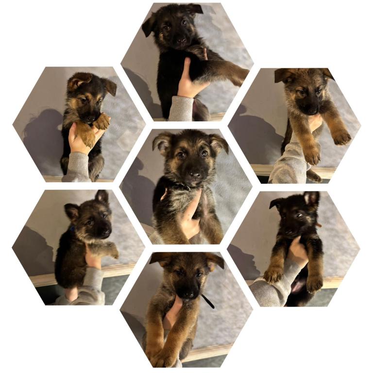 Ready to meet your new best friend?