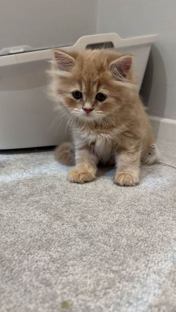 Adorable Persian/Maine Coon breed kittens.