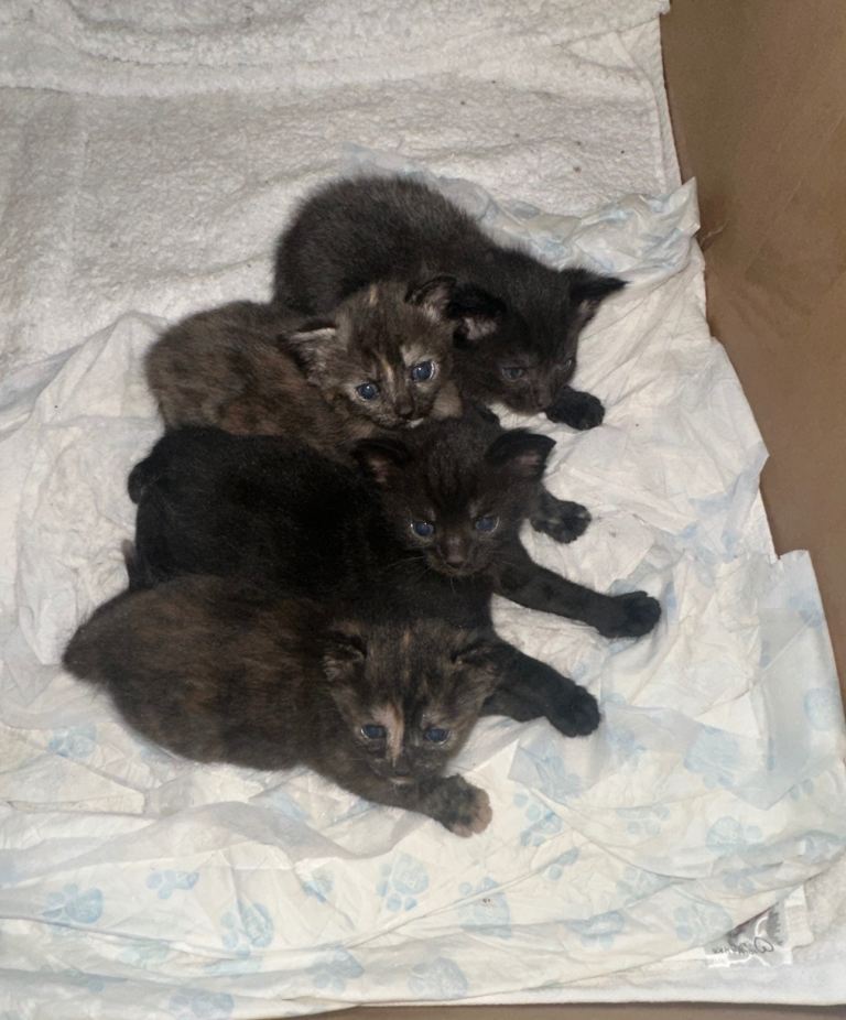 Kittens for Sale