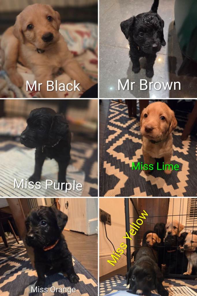 Labrodoodle Puppies for sale