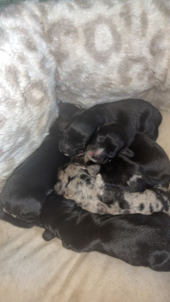 Springer spaniel puppys