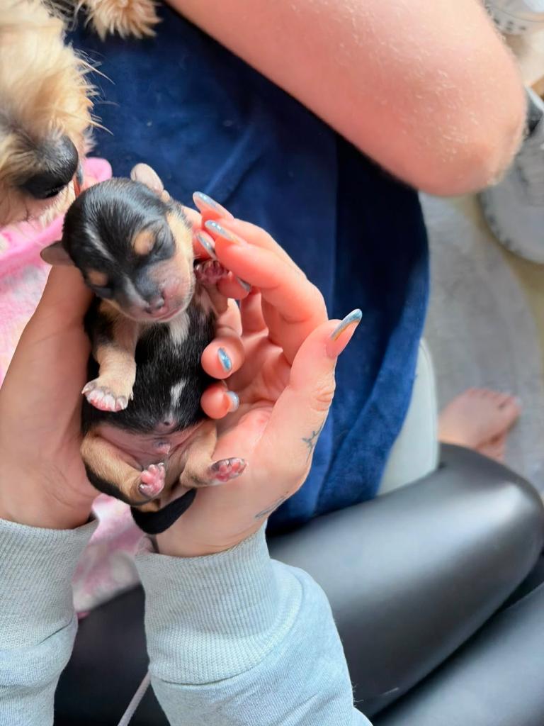 Yorkiepoo Puppies