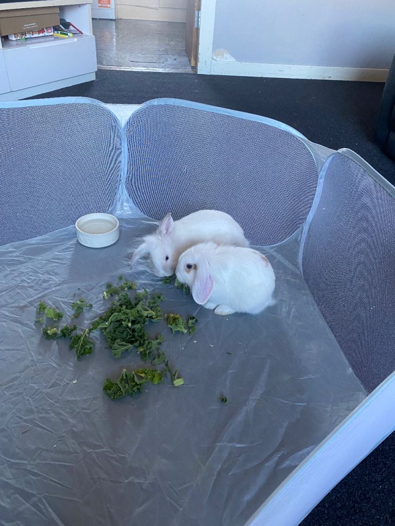 BUNNIES FOR SALE ❗️MUST GO SEPARATE❗️ 