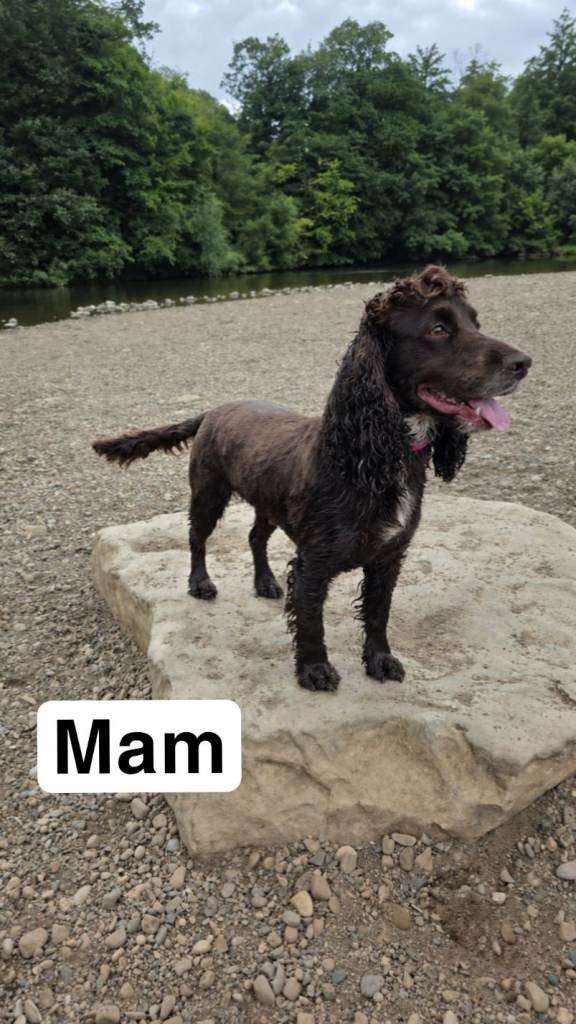  cocker spaniels puppies