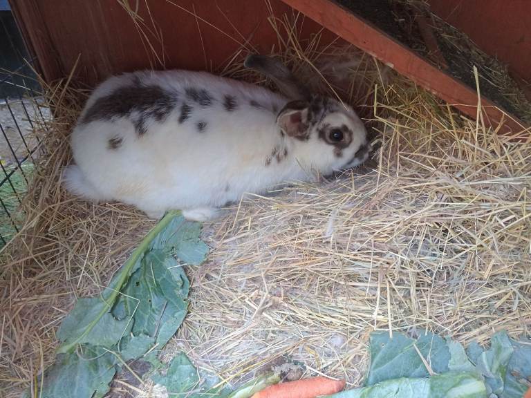 Rabbit for sale 