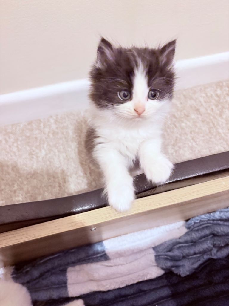 REDUCED - 1 FEMALE kitten left 