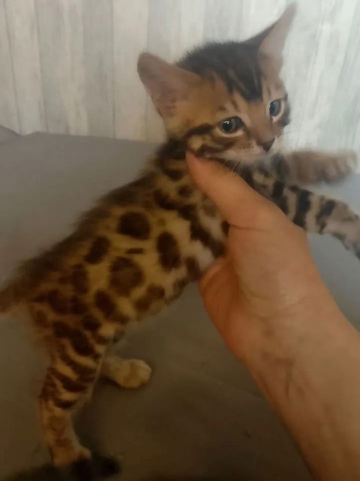 Bengal kittens