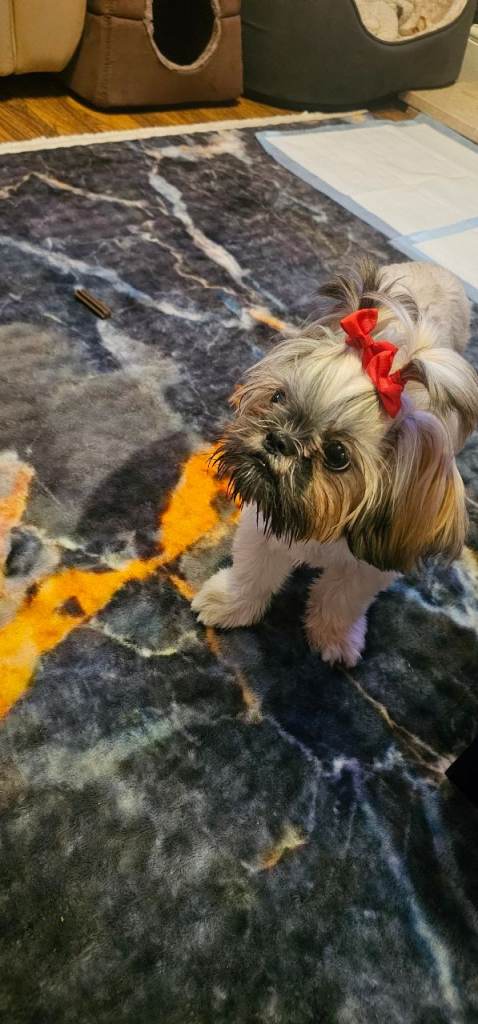 7 months shih tzu girl 