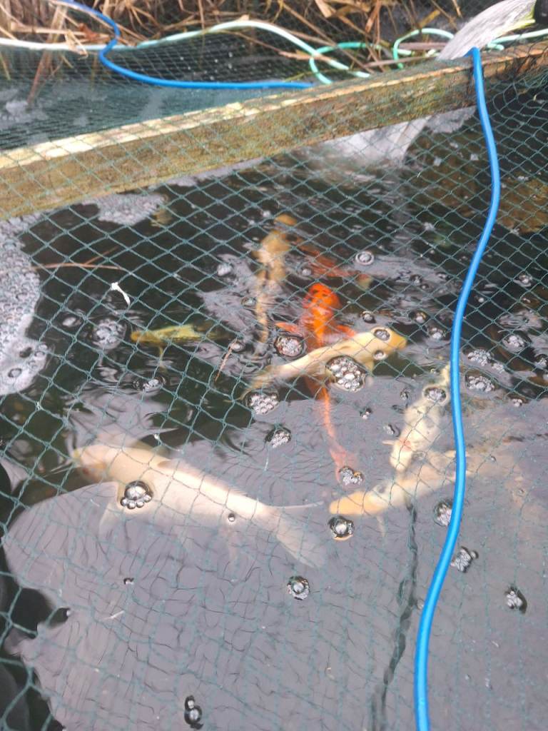 Japanese and some English breed koi