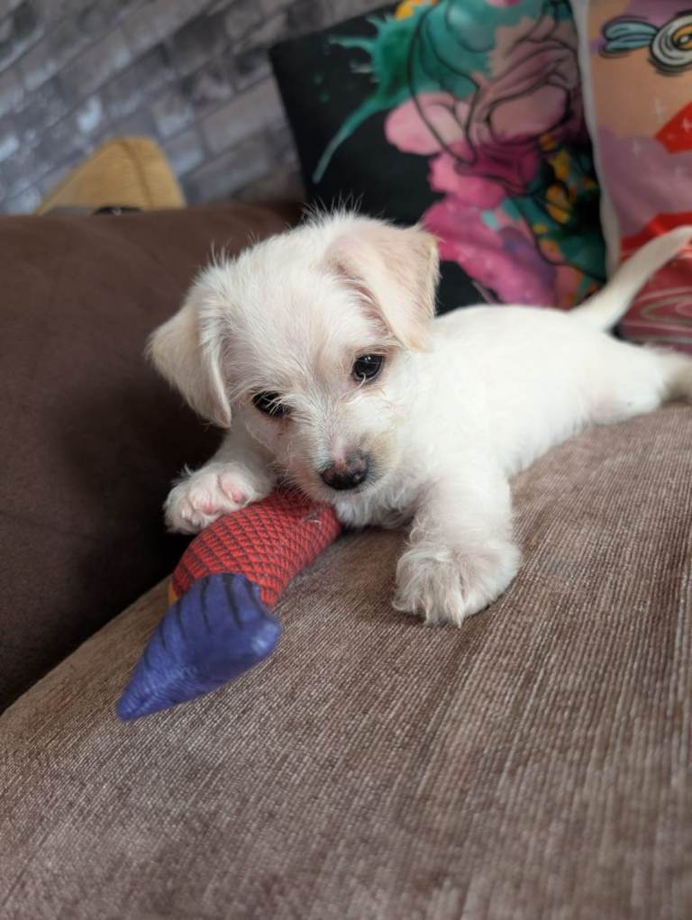Jugapoochie girl puppy 