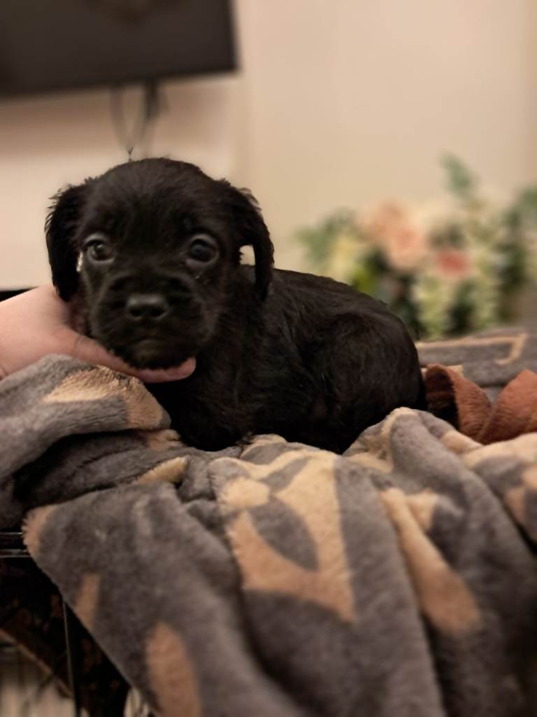 Floodle puppys frenchie x toy poodle