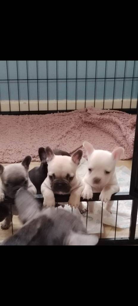 French bull dog puppies 