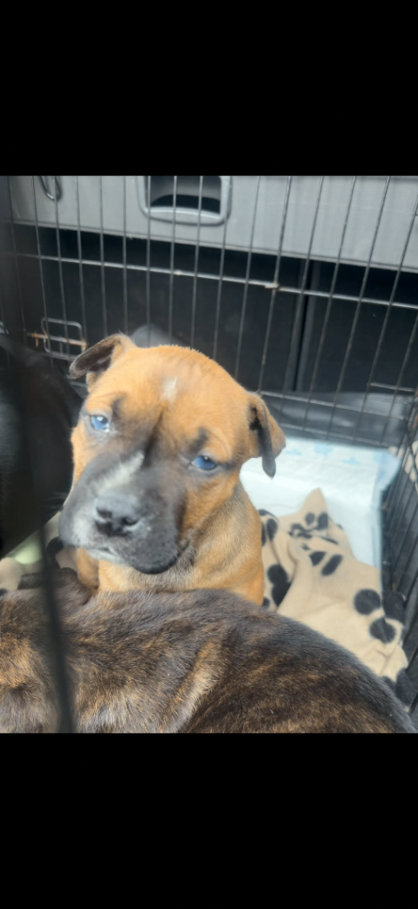 staff puppies