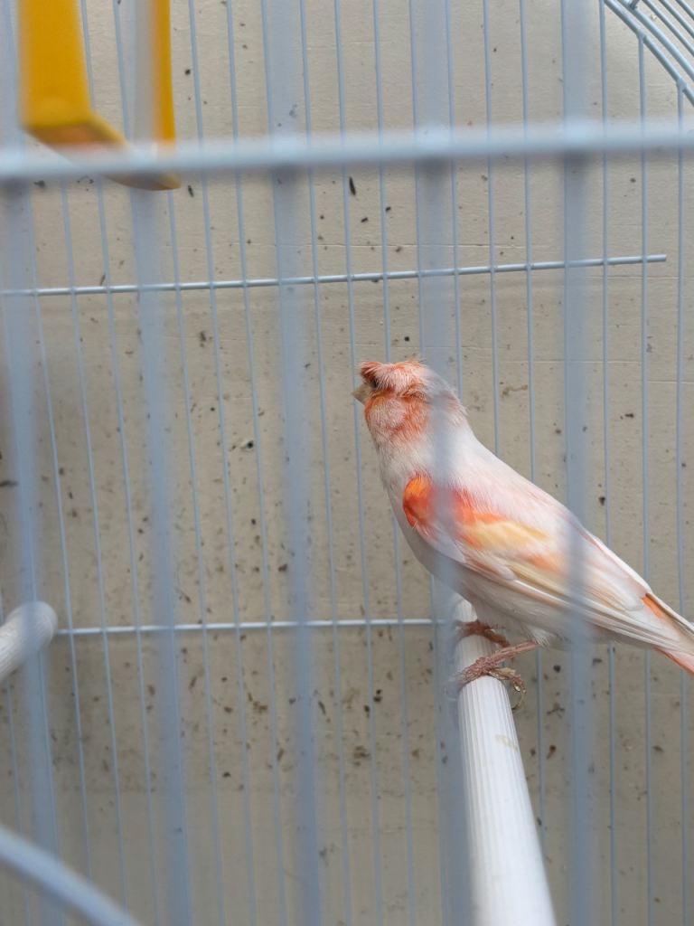 Male canaries. For sale  . 