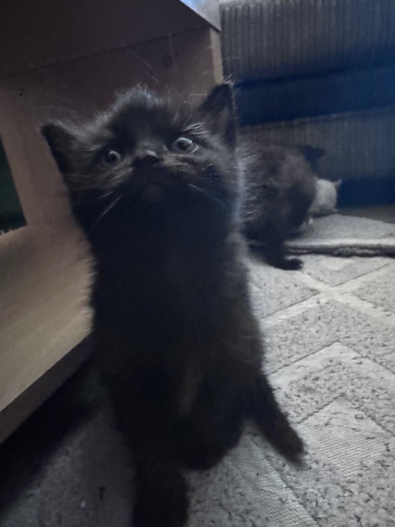 Kittens looking for their forever home