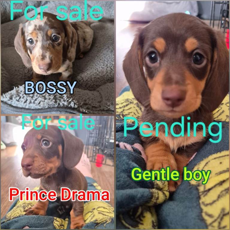 Miniature dachshunds 
