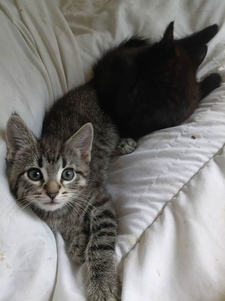 Silver striped and spots , long haired chocolates 