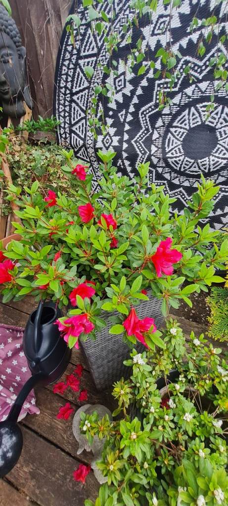 2 nice azalia plant pink white big plants