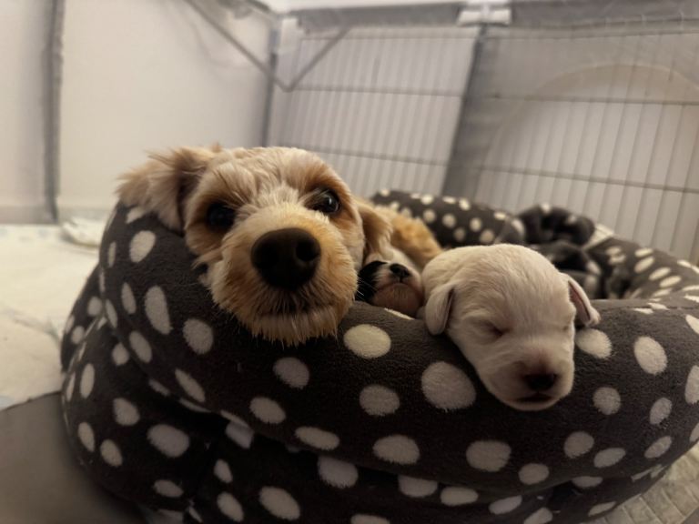Cockapoo x Jackapoo MALE