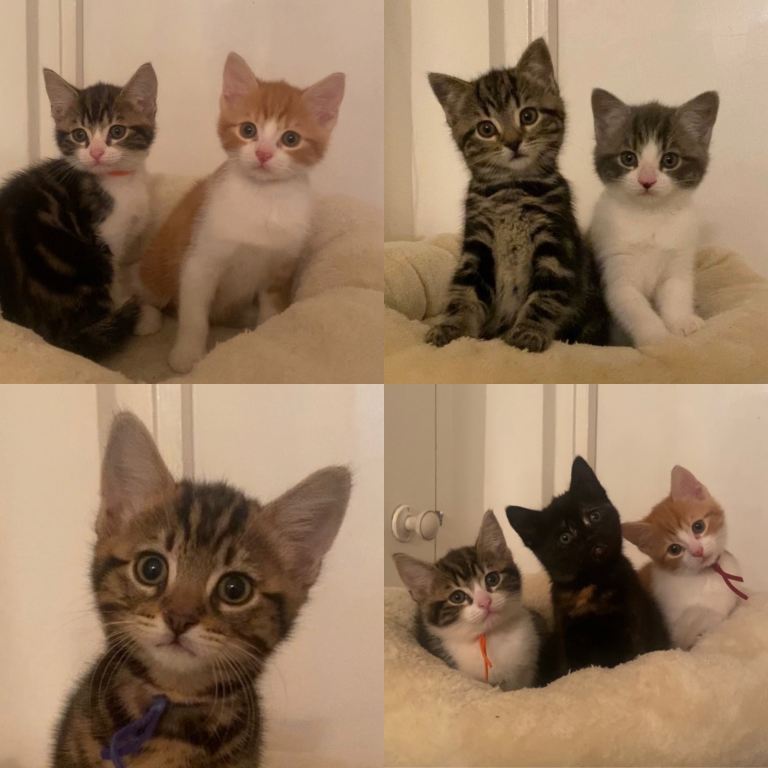 Beautiful Kittens Ready for Their Forever Homes