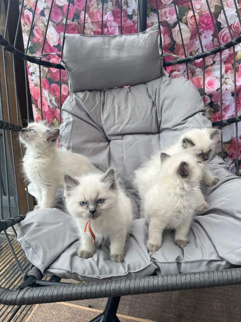 Male bluepoint ragdolls 
