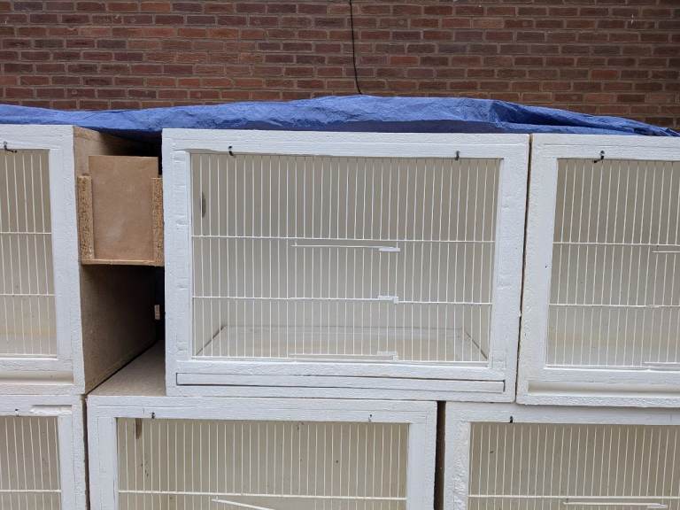Breeding budgie cages 