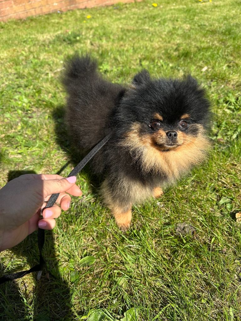 Pomaranian baby boy KC 