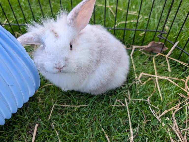 Netherland Dwarf/lion head X mini lop