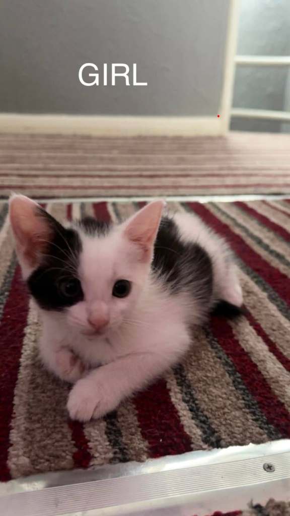 Kittens for sale £30 each