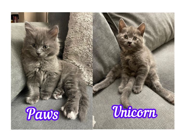 3/4 Maine Coon Kittens (kittens for sale)