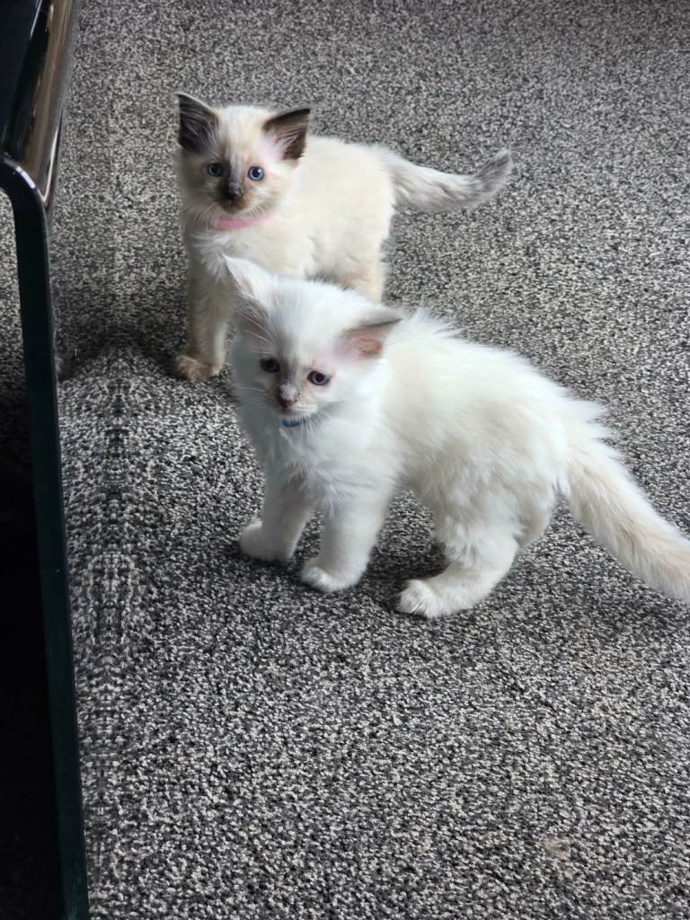 Ragdoll kittens