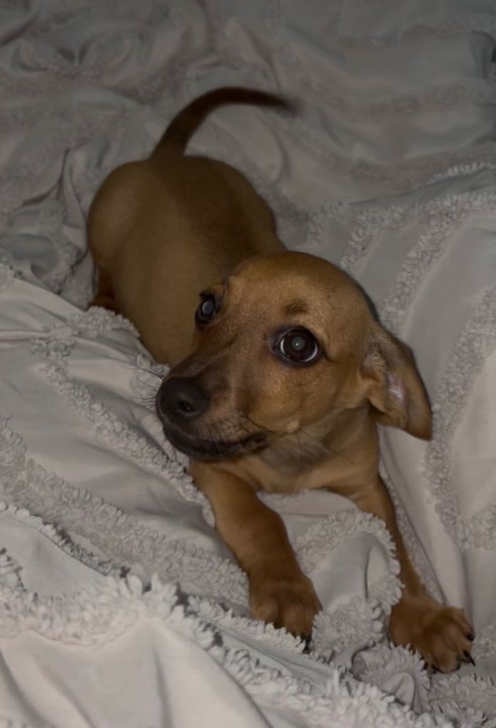 Chihuahua v dachshund 