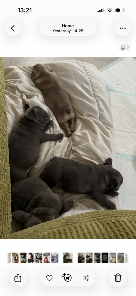 French bulldog pups 